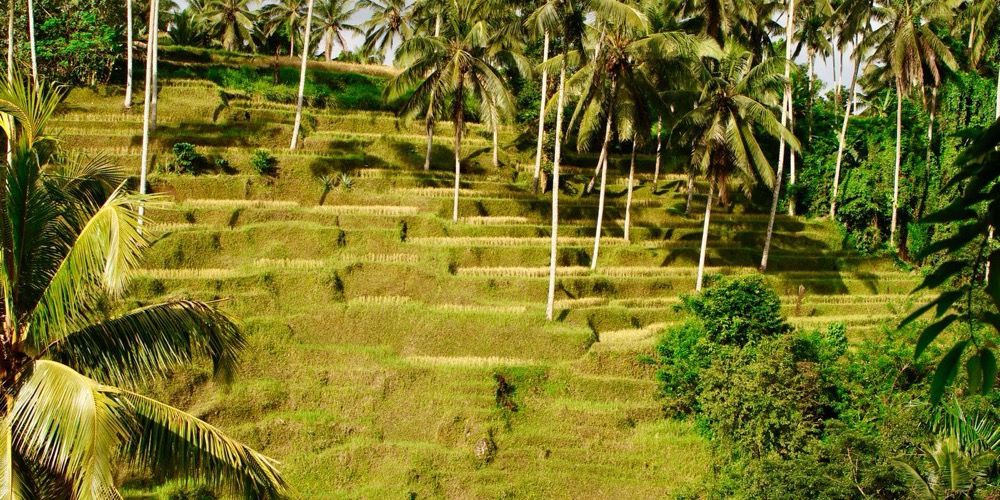 Bali Urlaub – Reisebüro Promo Reisedienst