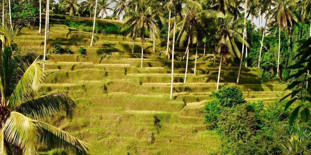 Bali Urlaub – Reisebüro Promo Reisedienst