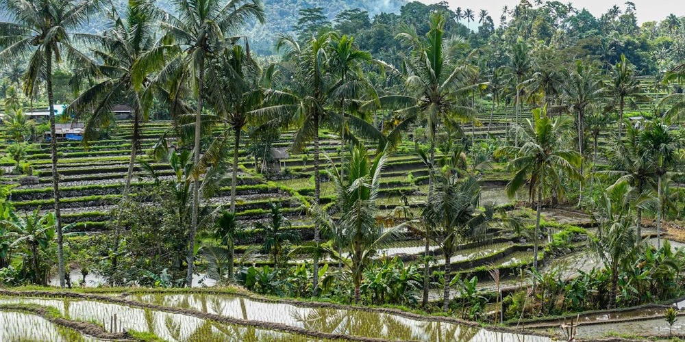 Bali Reise günstig buchen
