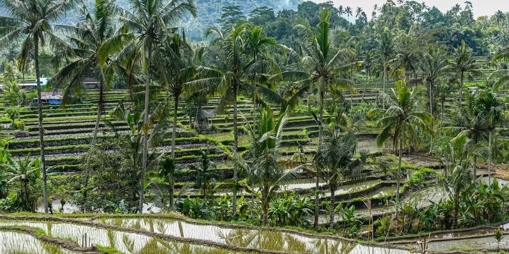Bali Reise günstig buchen